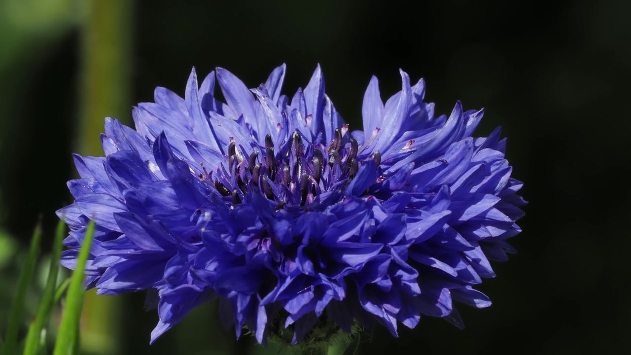 Siniset ruiskukat (Centaurea cyanus), lähikuva. Iso-Britannia, Eurooppa.