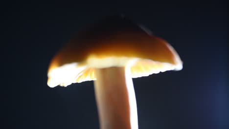 sorprendentemente detallado disparo de dispersión de esporas tirando enfoque y mostrando una lluvia de esporas bajo un hongo hygrocybe pratensis "el capuchón de cera de prado