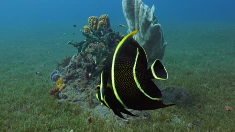 a french angel fish swimming close to the reef on a nice dive