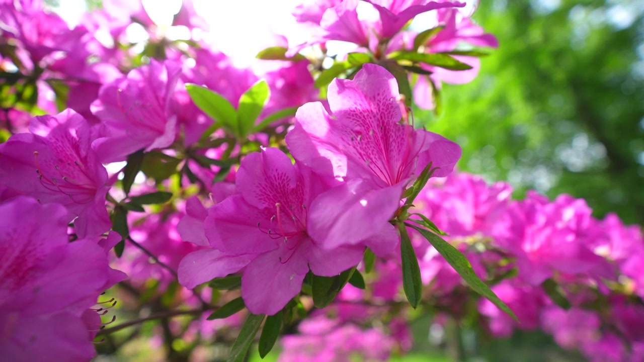 Bunga azalea merah muda cantik yang mekar di taman dengan suar matahari dan latar belakang fokus lembut