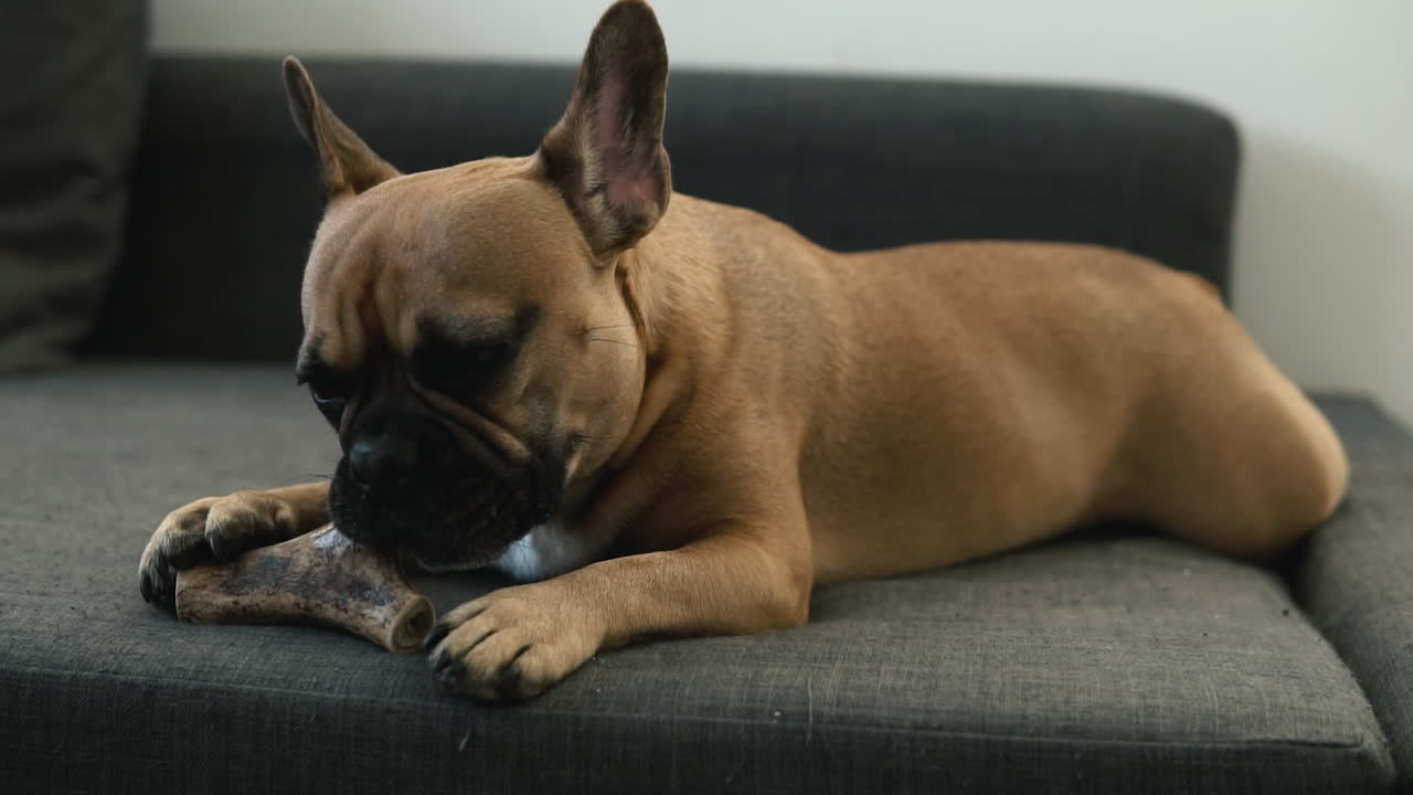 Slow motion close-up french bulldog lies on sofa and put paw on natural bone