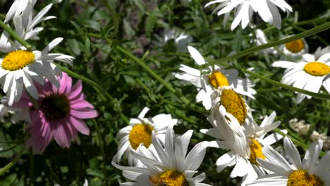 daisies get serviced by a bee