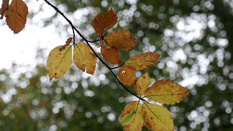 all the shades of autumn show through as leaves change colour in woodland in worcestershire, uk and blow in the seasonal wind