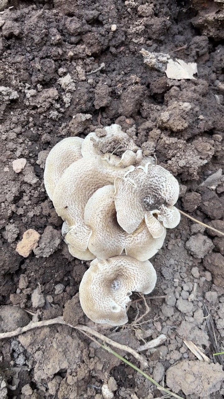 Agrupamento de Cogumelos Selvagens Crescendo em Solo Escuro