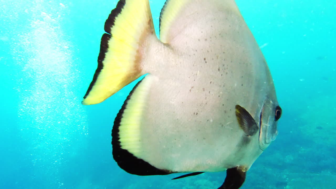 어떤 생물들은 모든 각도에서 멋지게 보입니다.