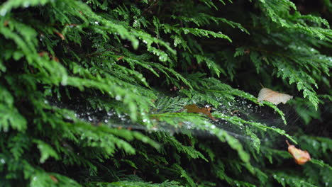 spiders web on green fir fern tree with leaves and water trapped while wind blows