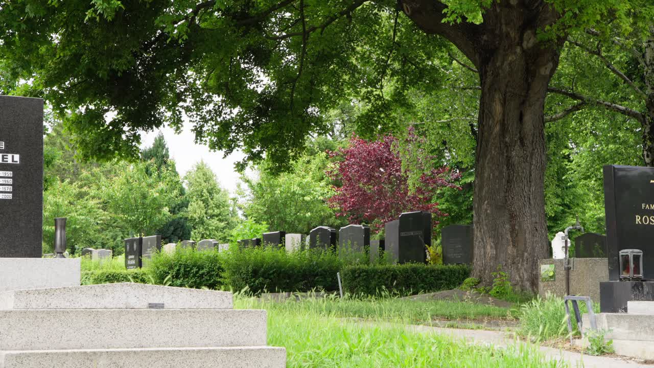 Vista del cimitero Zentralfriedhof con telecamera fissa lungo un sentiero tranquillo, lapidi su entrambi i lati, una grande chioma di quercia e un arbusto ornamentale a foglia rossa nella vegetazione estiva