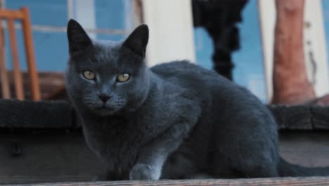 Katze,-Die-In-Kattun-Starrt-Und-Danach-Geht