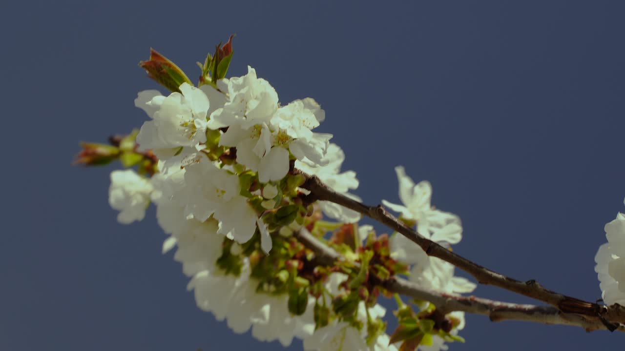 Primo piano di fiori di ciliegio su un ramo, fioritura di petali bianchi