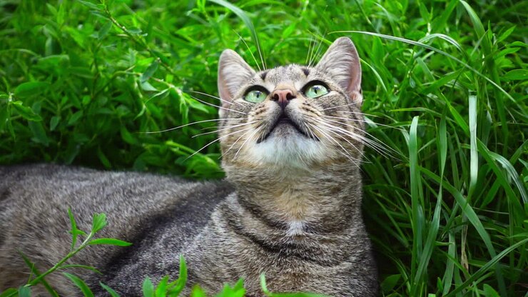 Cute cat on field of green grass. Bright green grass in summer day