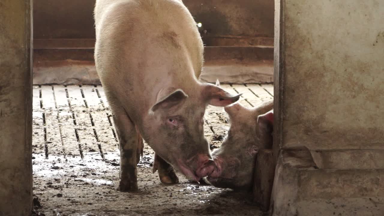 Pink pigs with saliva and dirty snouts in shed