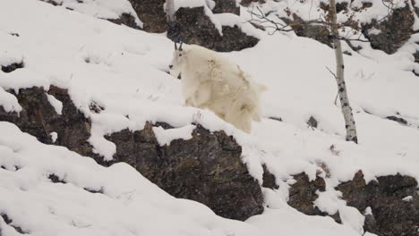 couple of mountain goats in snowy mountain during winter in whitehorse, yukon, canada - slow motion