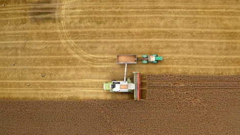 harvester machine and tractor on yellow field. combine is pouring ripe grains into the trailer. top aerial view. camera moving down.