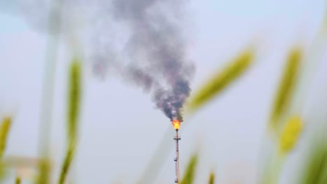 oil refinery tower in operation, emitting a flame and dark fumes, shot through a wheat field