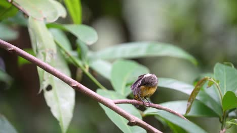 Wild-Orange-bellied-flowerpecker-bird-peching-on-the-branch-of-tree-in-the-forest