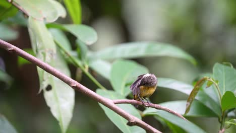 pájaro pico de flor de vientre naranja silvestre pico en la rama del árbol en el bosque