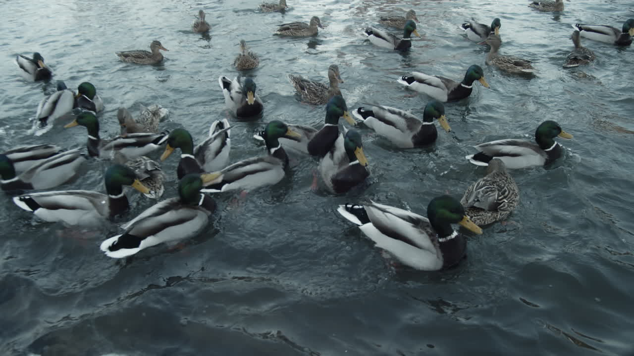 겨울 호수에서 자란 야생 청둥오리 떼 - 높은 각도의 정적 중간 샷