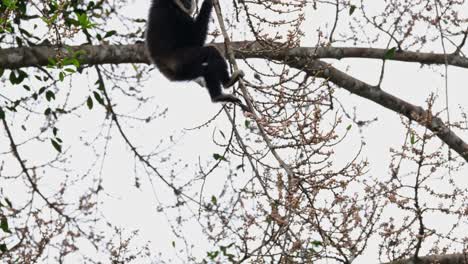 Almost-looking-like-a-silhouette-as-it-picks-some-fruits-and-then-climbs-up-to-go-away,-White-handed-Gibbon-or-Lar-Gibbon-Hylobates-lar,-Thailand