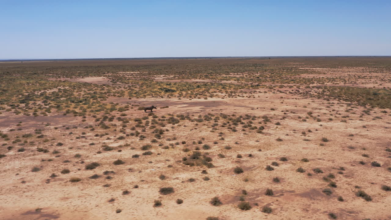 Panoramic drone shot of a wild rhino running through the open plains of Namibia