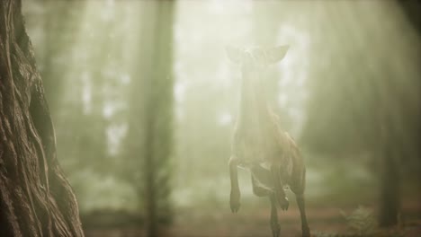 extreme slow motion deer jump in pine forest