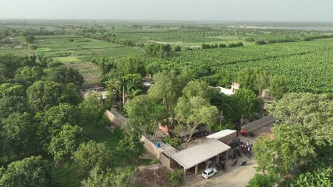 Aerial-view-of-lush-Mirpurkhas-mango-farm,-Sindh,-Pakistan