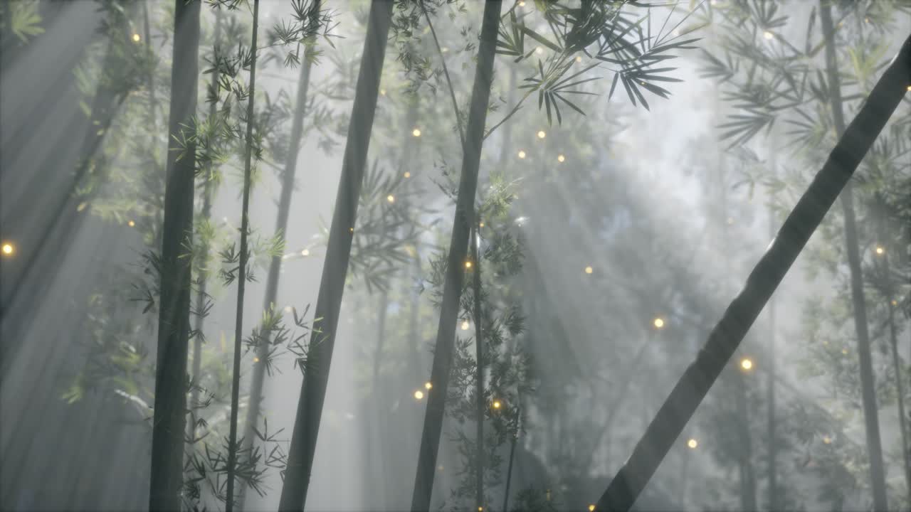 아시아 대나무 숲과 아침 안개 날씨