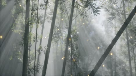 asian bamboo forest with morning fog weather