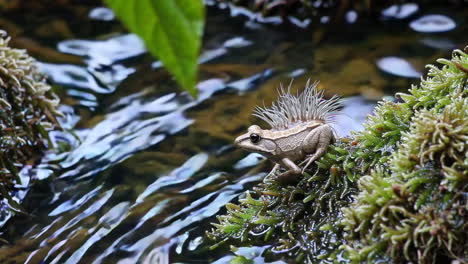 small frog on moss by stream