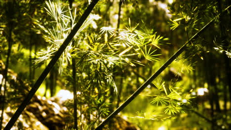 Green-bamboo-forest-in-Hawaii