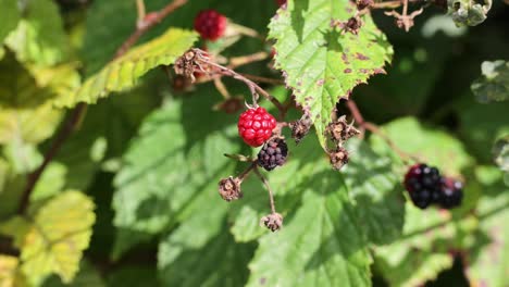 a bush of many ripe blackberries