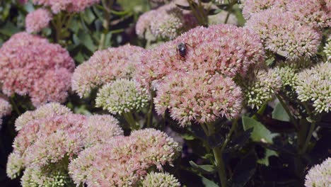 two fat bees drinking nectar from a bunch of flowers during the day