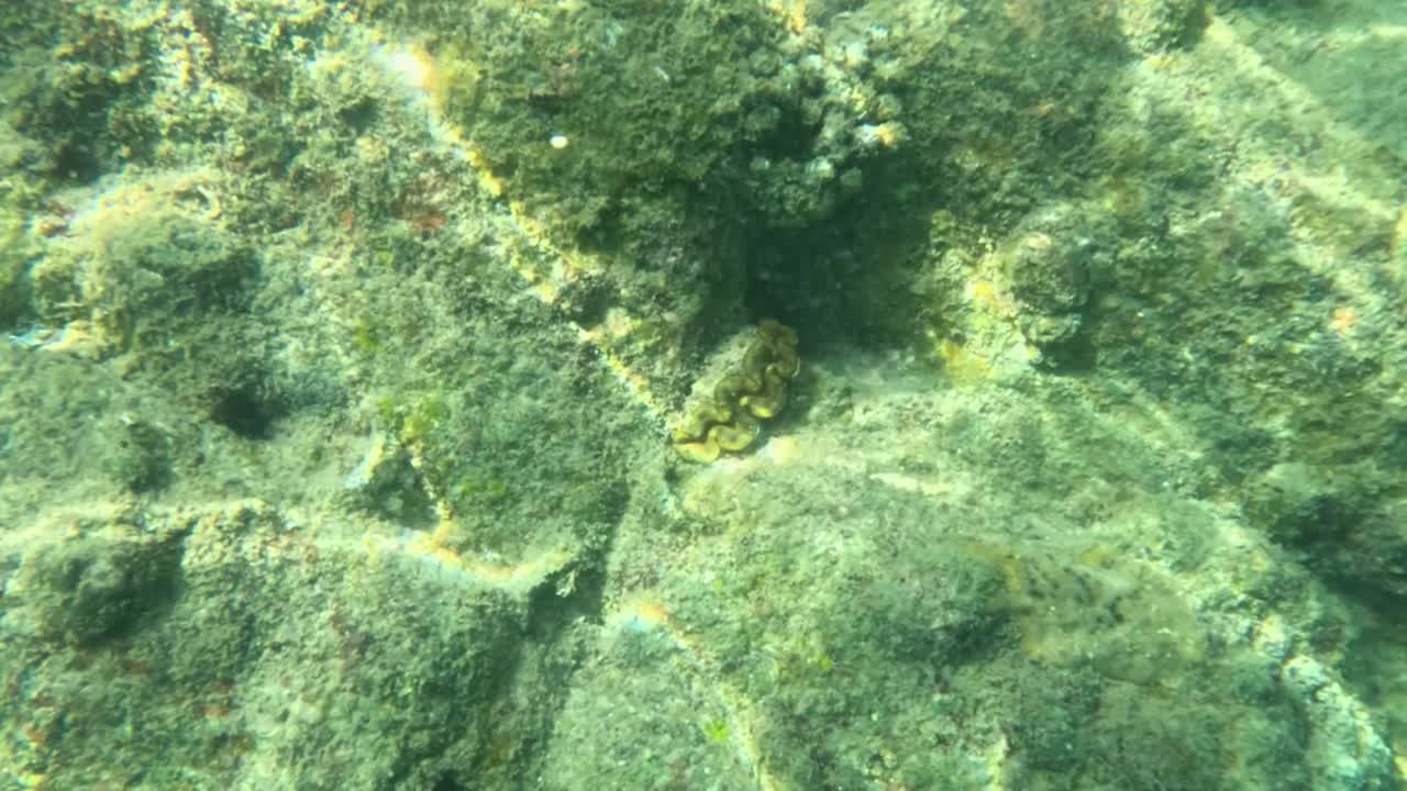 Caustiche scintillanti della luce solare danzano su un fondale marino roccioso con piccole formazioni coralline in acqua limpida.