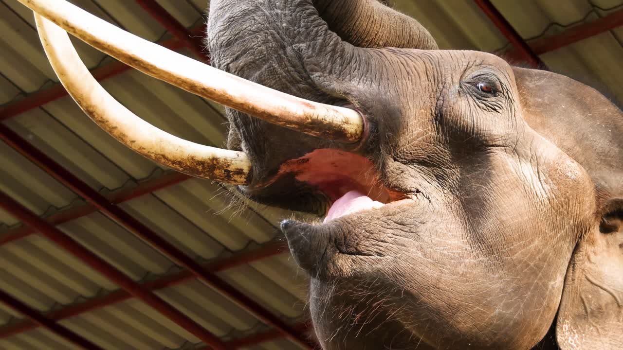 Close-up of an elephant using its trunk to catch food, showcasing its tusks and mouth.