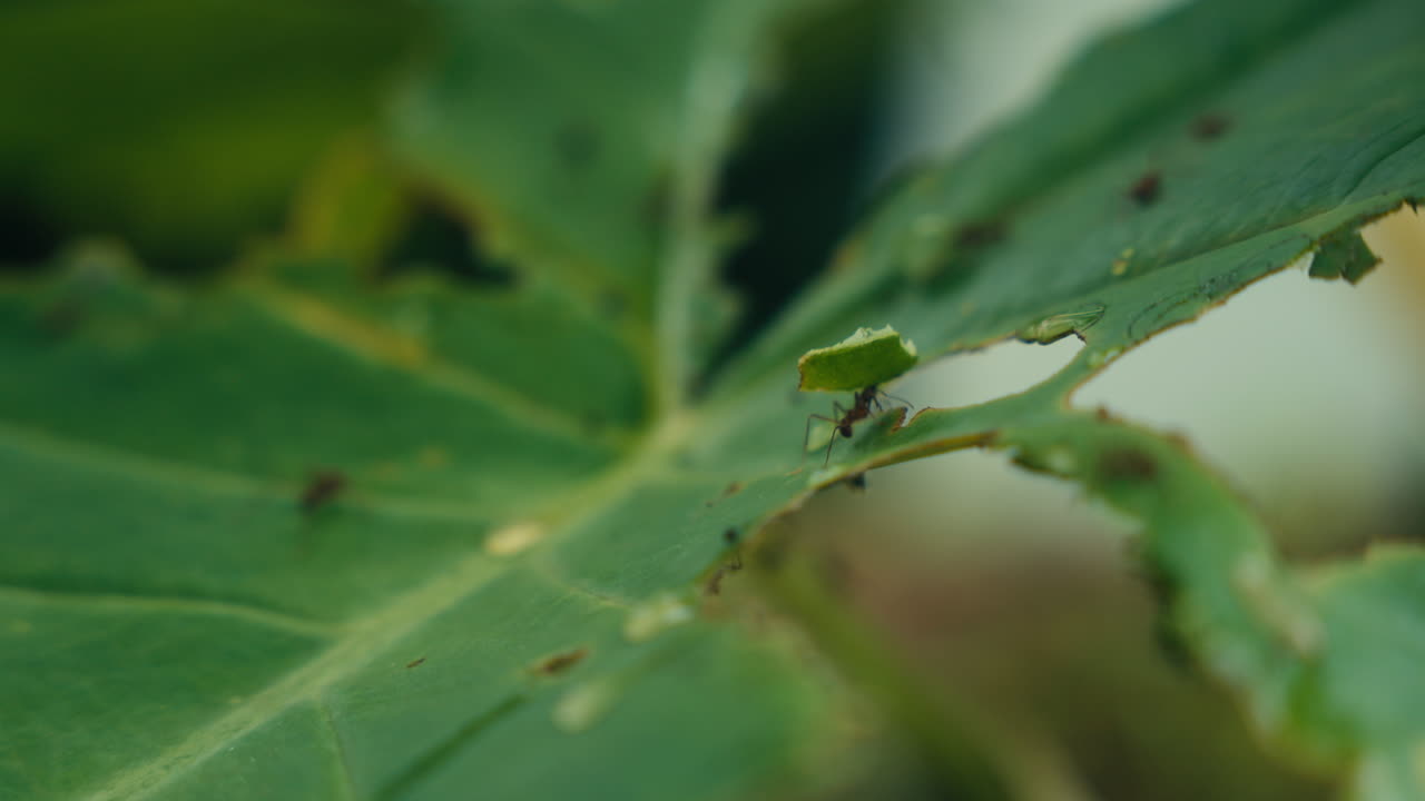 Close-up of Insects on a Damaged Leaf