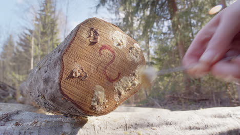 Molten-wax-used-to-seal-mushroom-plug-spawn-in-log,-close-up-view