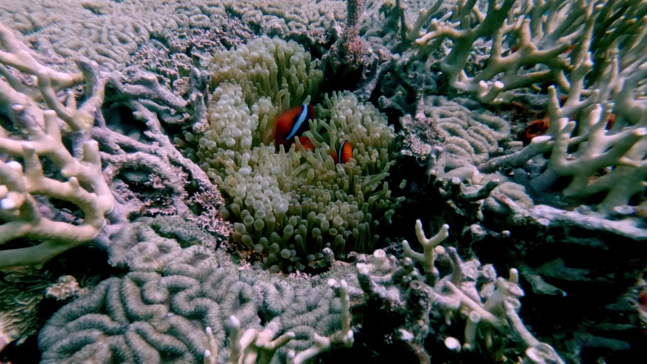 Et par tomatklovnfisk (Amphiprion frenatus), der bebor en koloni af boblespidsanemoner (Entacmaea quadricolor) i en hulhed af en kæmpe hjernekoral (Pseudodiploria strigosa). Dauin, Filippinerne.
