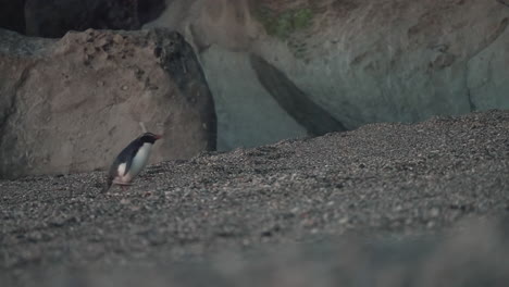 Pingüino-Crestado-De-Fiordland-Caminando-Por-La-Orilla-De-Guijarros-En-La-Playa-De-Monro-Durante-La-Puesta-De-Sol-En-Nueva-Zelanda