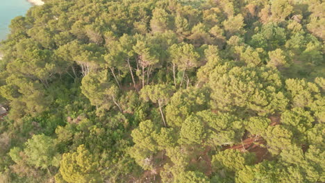 Bosque-De-Pinos-Verdes-Junto-Al-Mar-De-Croacia-En-Un-Día-Soleado