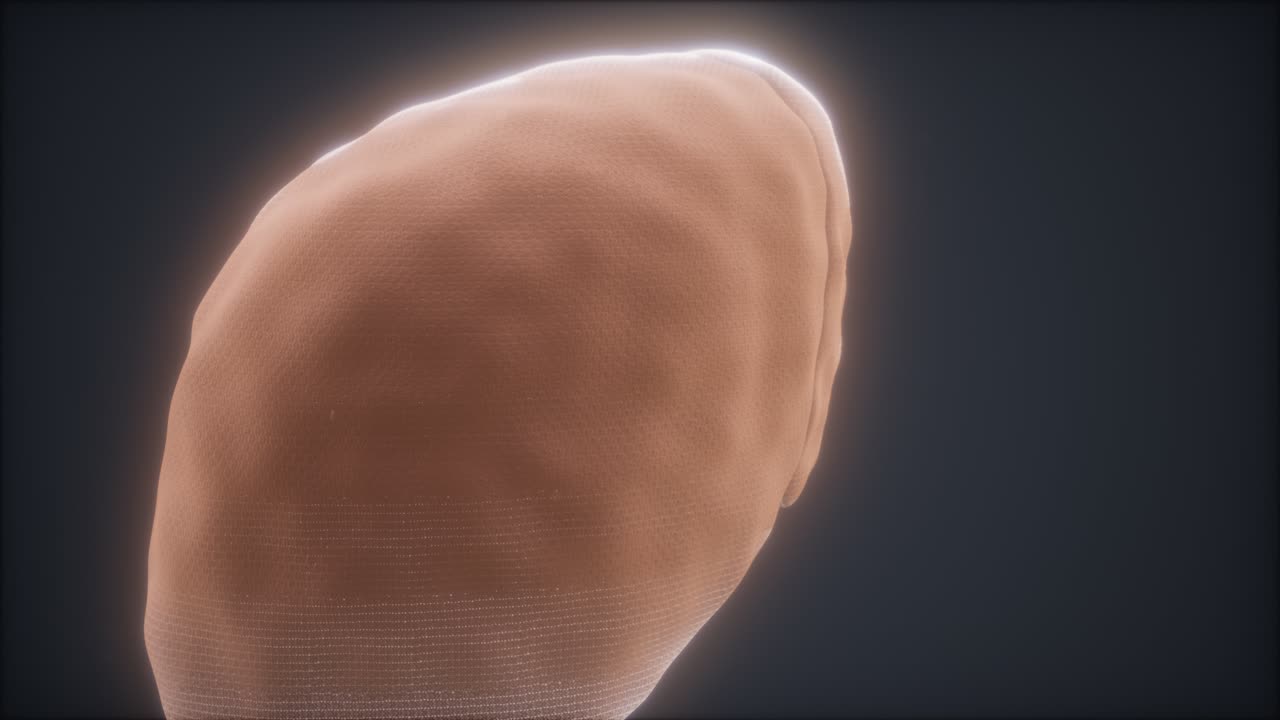 loop 3d rendered medically accurate animation of the human liver
