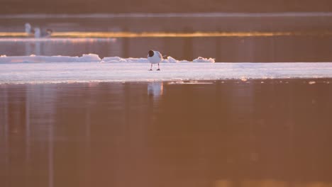 Verträumte-Goldene-Stunde-Schmelzender-Zugefrorener-See-Mit-Kleiner-Lachmöwe