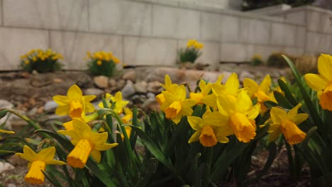 un grupo de narcisos amarillos en un jardín de primavera ondeando en el viento