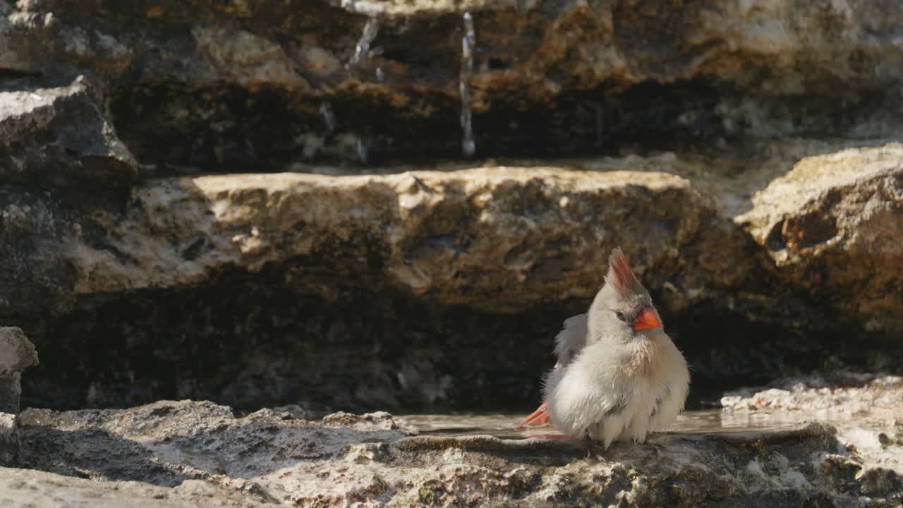 Female Northern Cardinal bathing in a pool of water next to a stream - Cardinalis cardinalis
