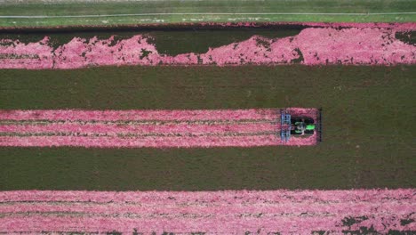 a harrow tractor slowly works its way through a cranberry bog gently knocking cranberries off their vine allowing their buoyancy to float them to the water's surface