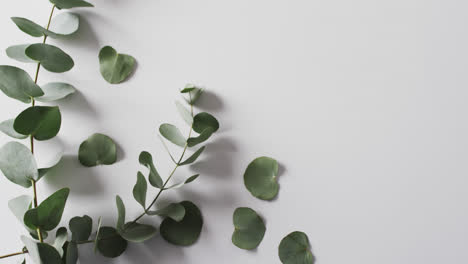 video of green plant leaves with copy space on white background