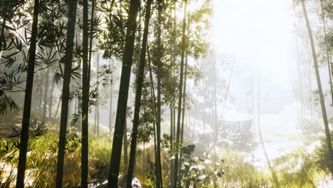 sunshine-in-the-morning-mist-bamboo-forest