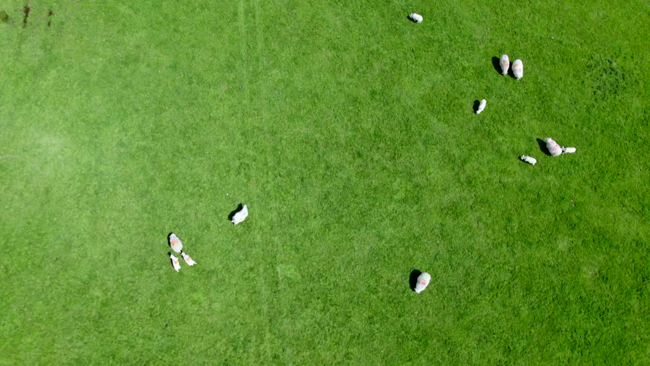 wicklow에서 양 위를 날고, 곧은 관점