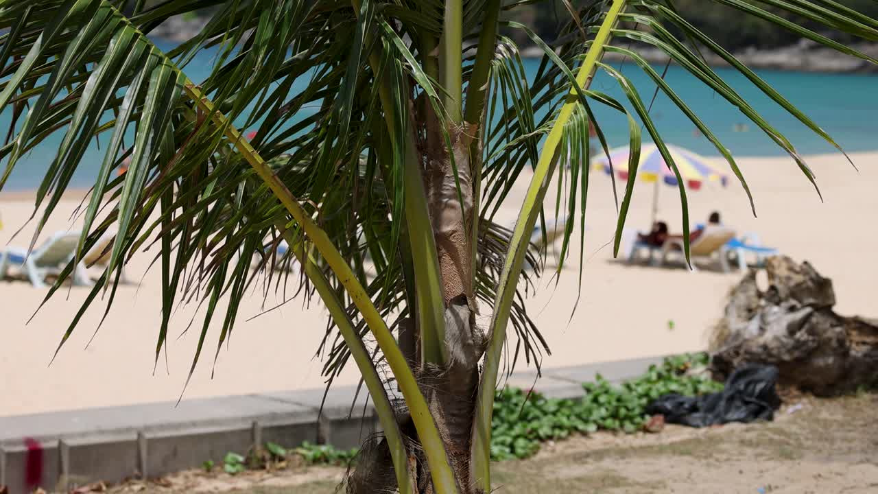 Palm trees sway in the breeze on a sunny Phuket beach, capturing the essence of a tropical paradise