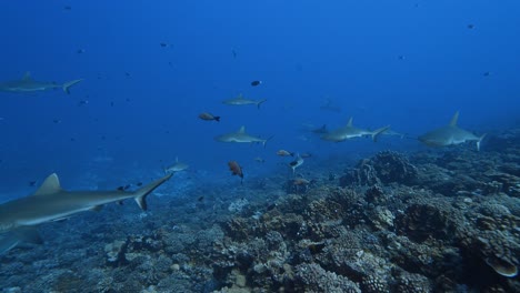 Große-Schule-Von-Grauen-Riffhaien,-Die-Ein-Tropisches-Korallenriff-In-Klarem-Wasser-Im-Atoll-Von-Fakarava-Im-Südpazifik-Rund-Um-Die-Inseln-Von-Tahiti-Patrouillieren-1