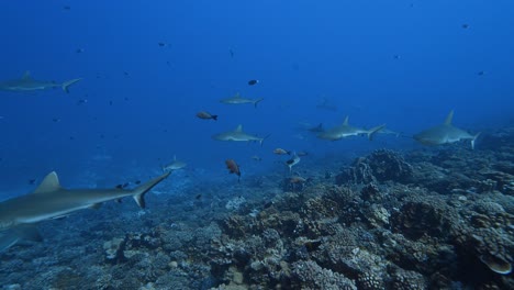 big school of grey reef sharks patrolling a tropical coral reef in clear water, in the atoll of fakarava in the south pacific ocean around the islands of tahiti-1