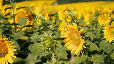 Ein-Sonnenblumenfeld-An-Einem-Sonnigen-Morgen